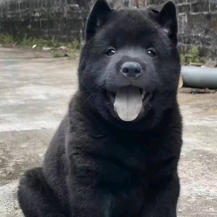 凯翔专业繁殖五黑犬松狮犬