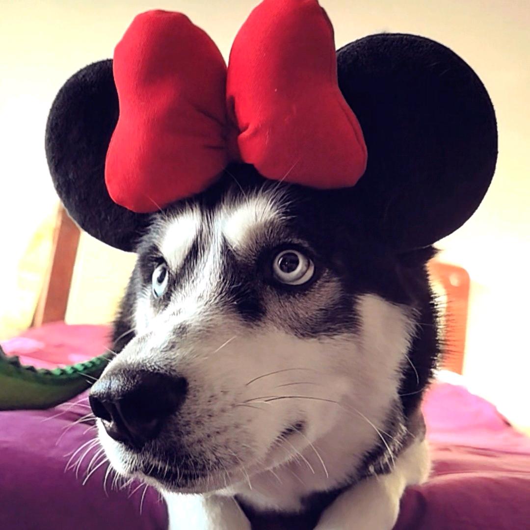 你好 小七女士🐶