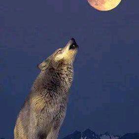 @中原狼王【感悟、人生】