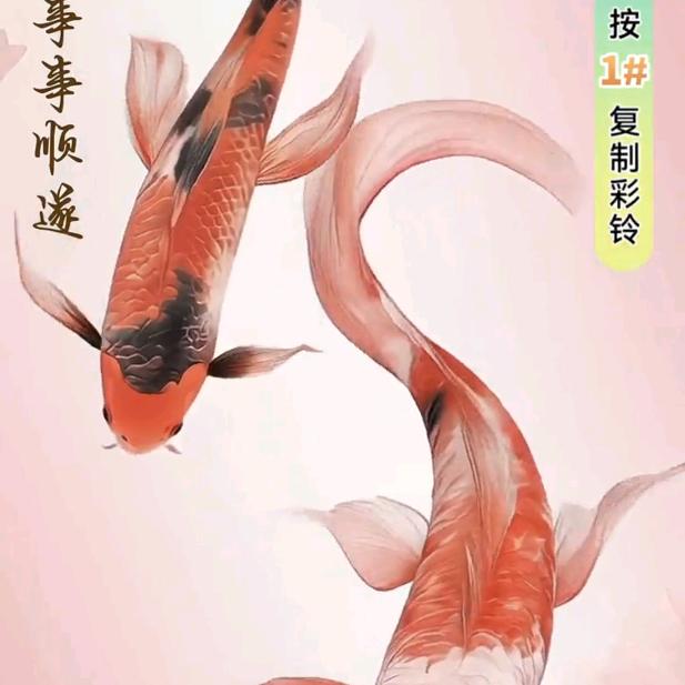 沈雅