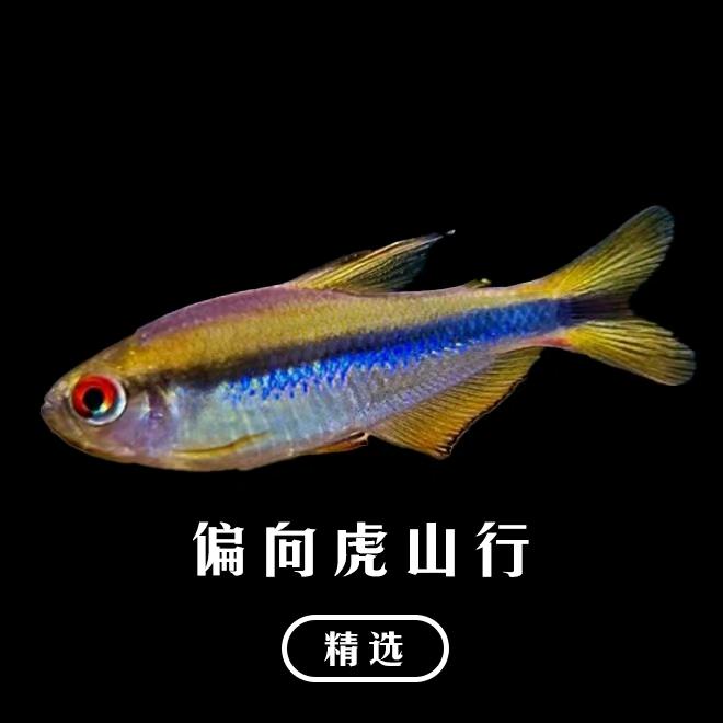 偏向虎山行精选