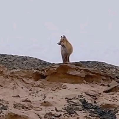 巧思，妙语，沉鱼，落雁，闭月，羞花