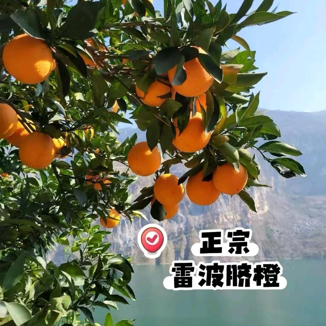 雷波鲜好物百果店