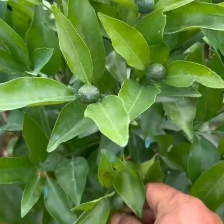 馨承苗木
