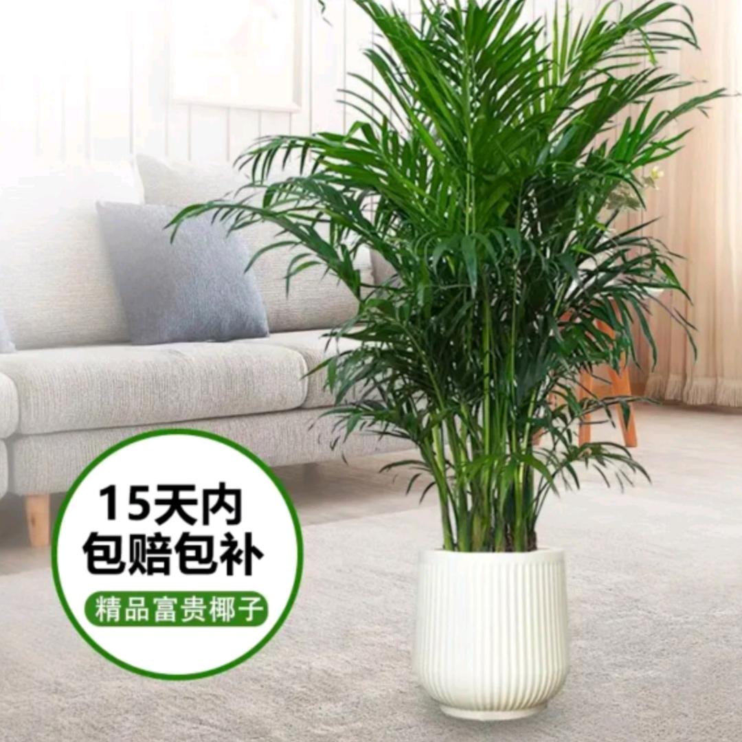 六木绿植园艺
