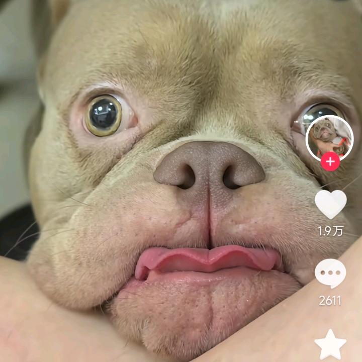 玫瑰怎会爱上野草