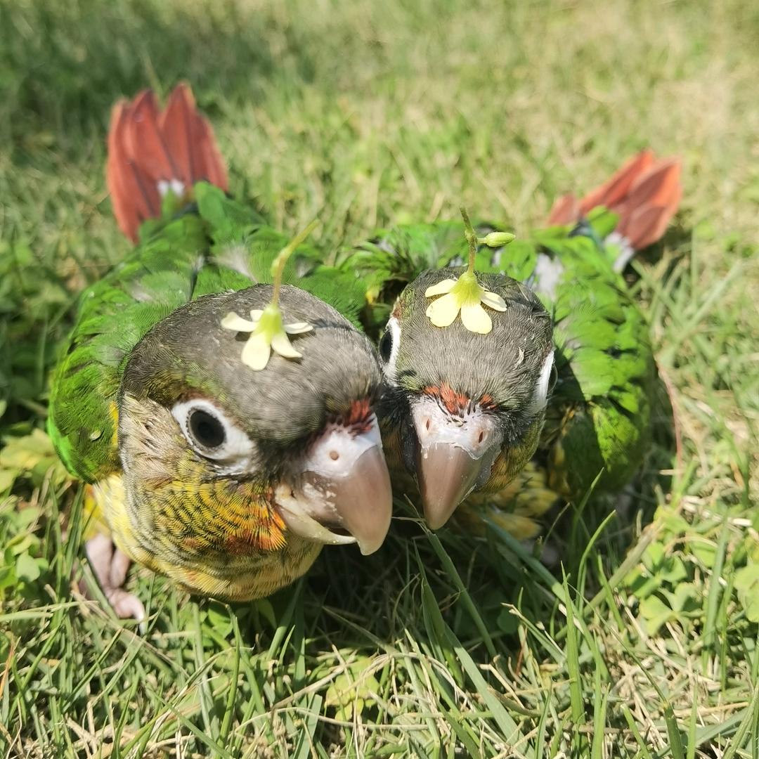 鹦鹉铁锤和胖叔