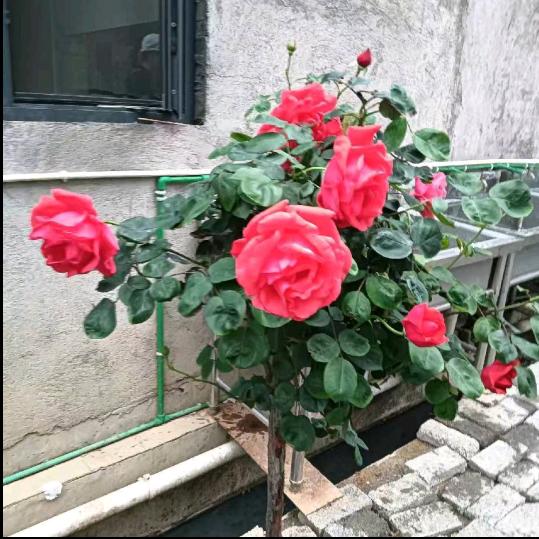 这么优秀的主播还来关注我