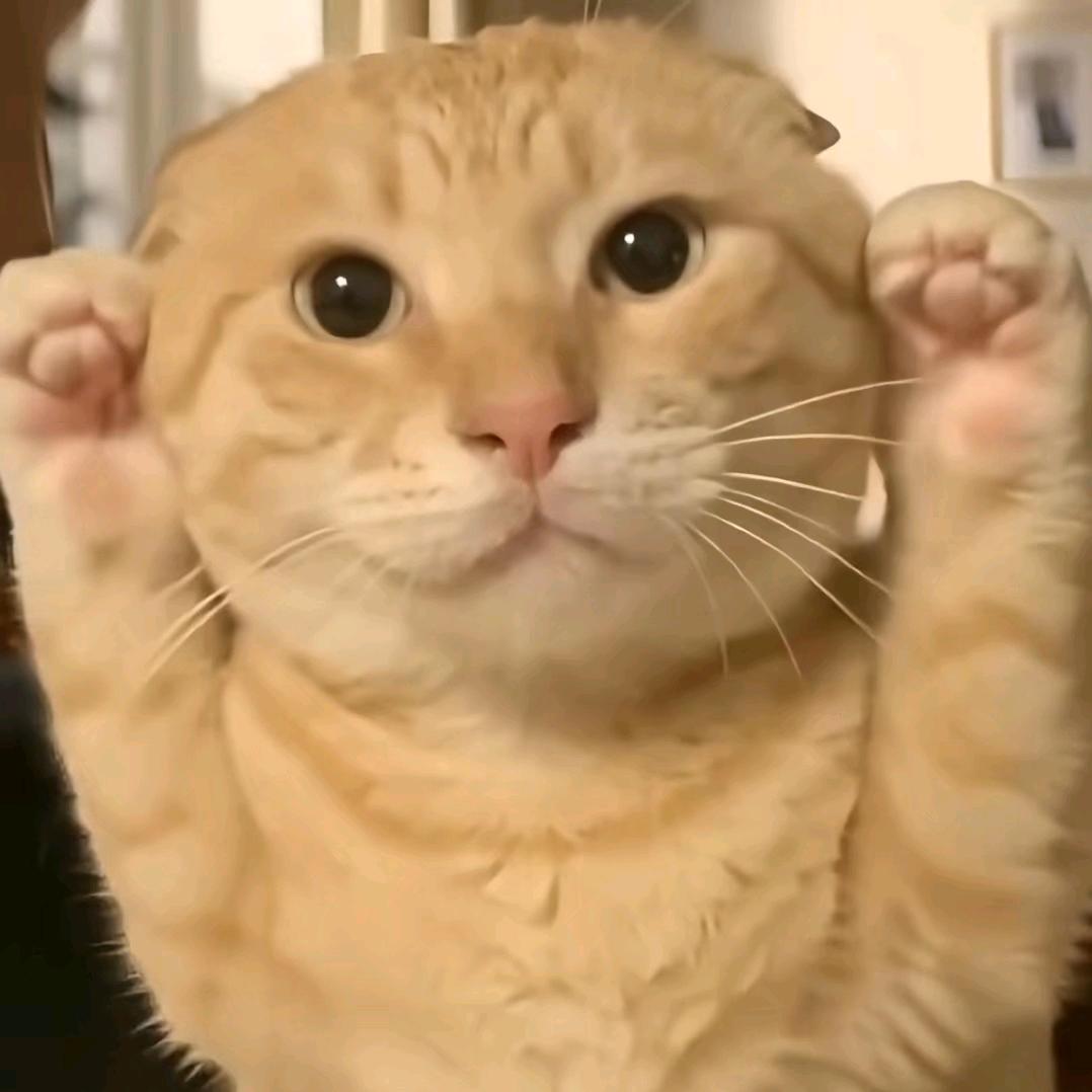 大大卫
