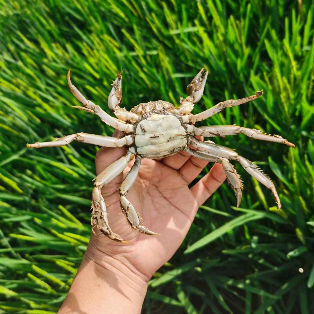 江吉农业优质产品工厂店