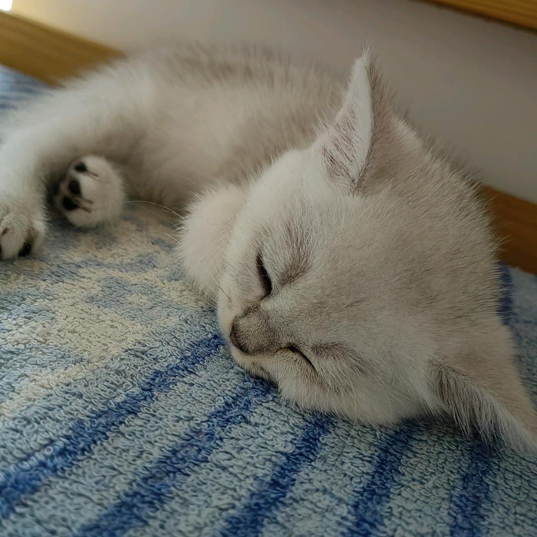 小豆丁是只猫