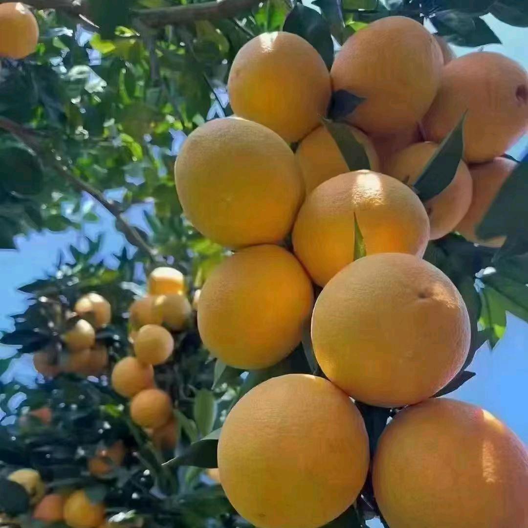 赣南脐橙供应链