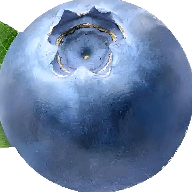 蓝莓
