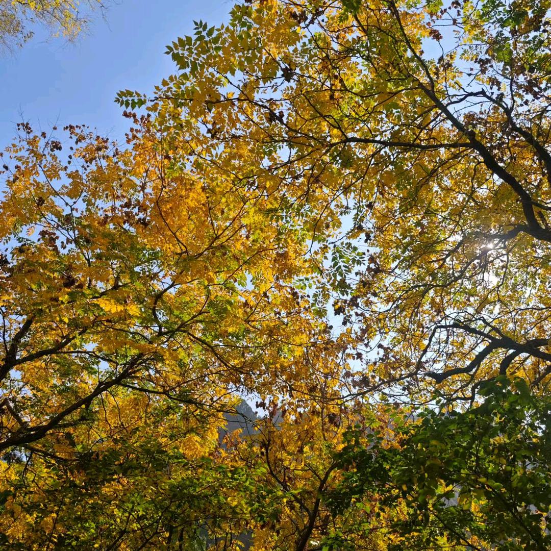 不会飞的叶子🍃