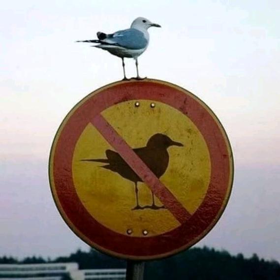 上杉益谦🇨🇳