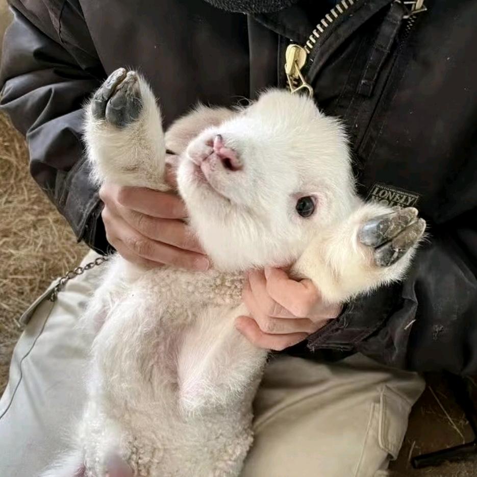 Cici