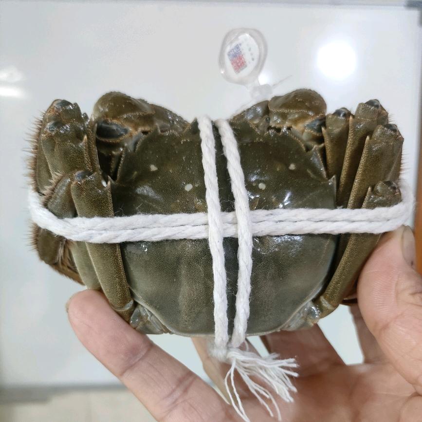 阳澄湖精品大闸蟹
