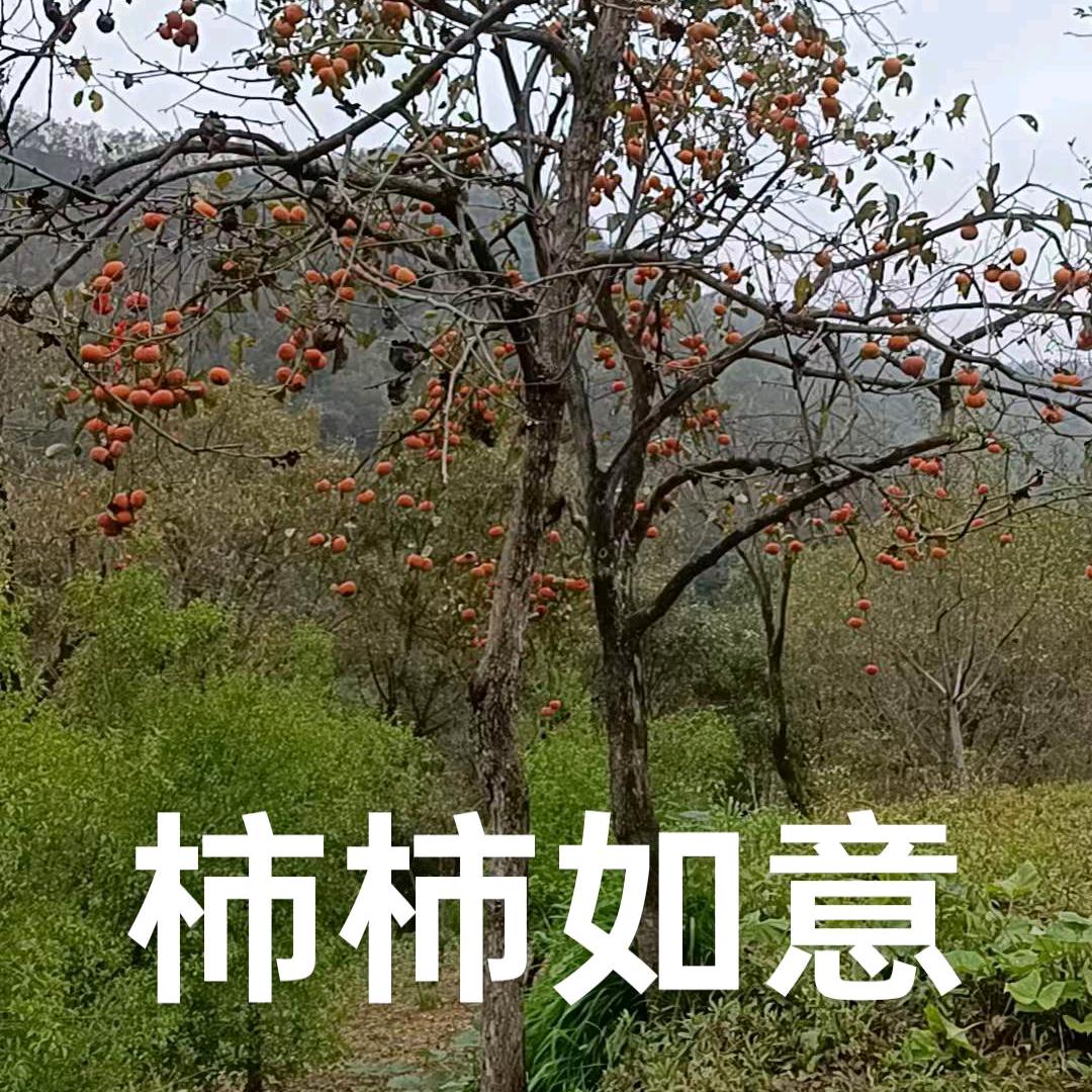 八十岁的小仙女