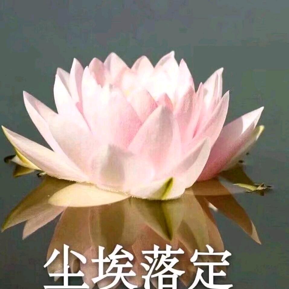 蝶舞飞扬