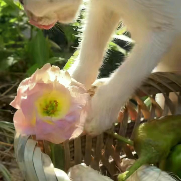 木棉花