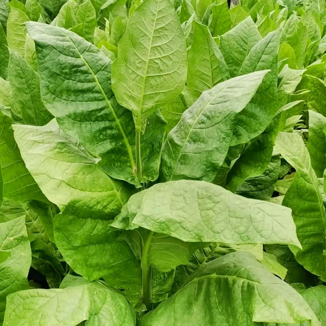 小熊种子包衣加工