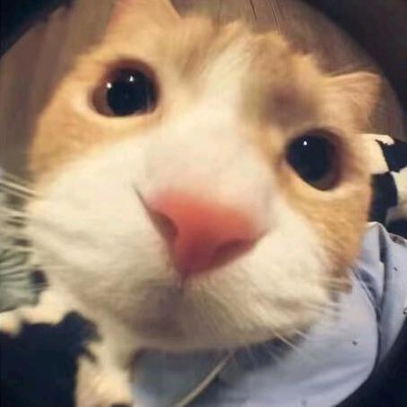 每天破防的一个小女孩。