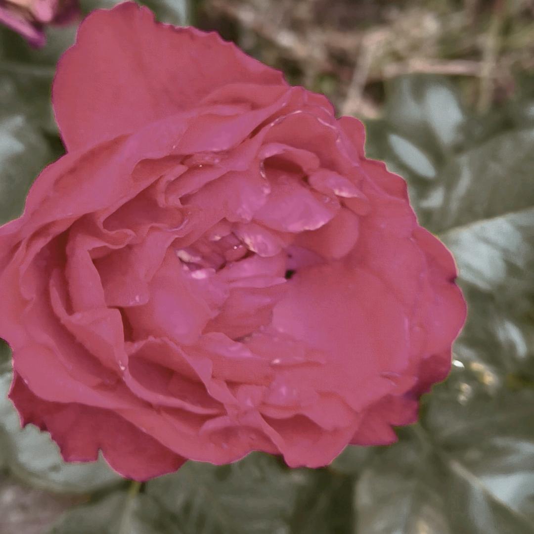 会说话的香芋