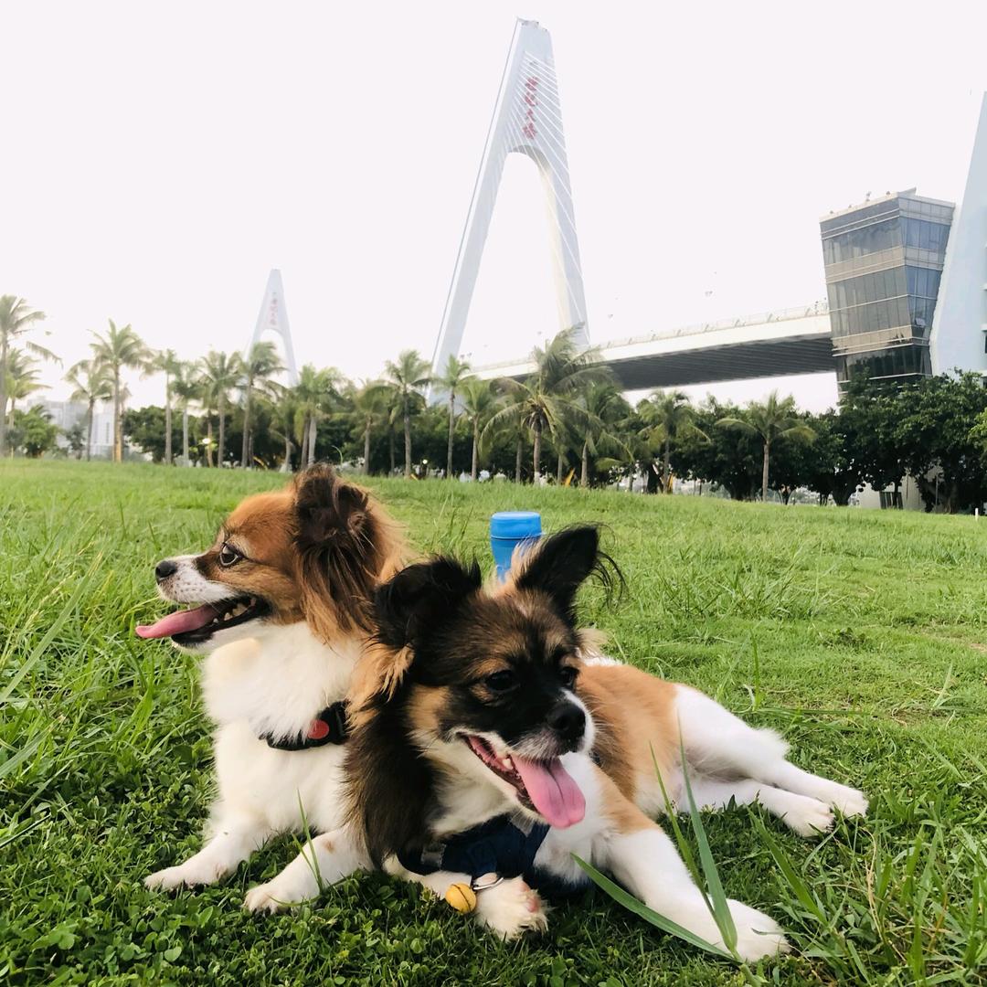 萌狗🐶小蝴蝶VS小土匪