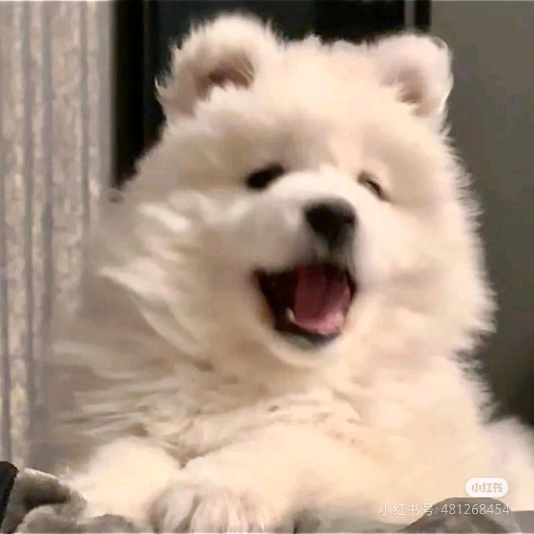 扒拉小伞的记忆面包🍞