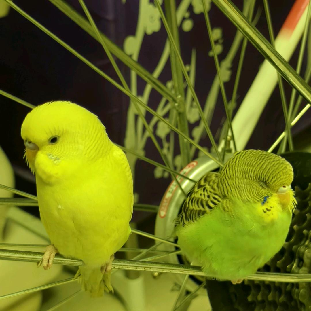 小金(✪▽✪)恭喜（圈粉中）