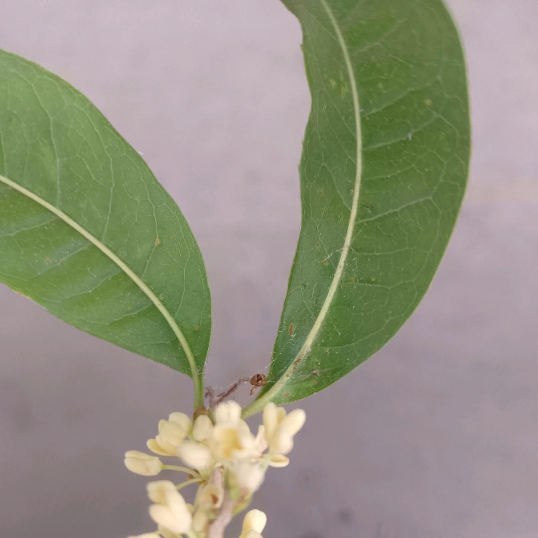 还是傻点好🍀🌲🍀