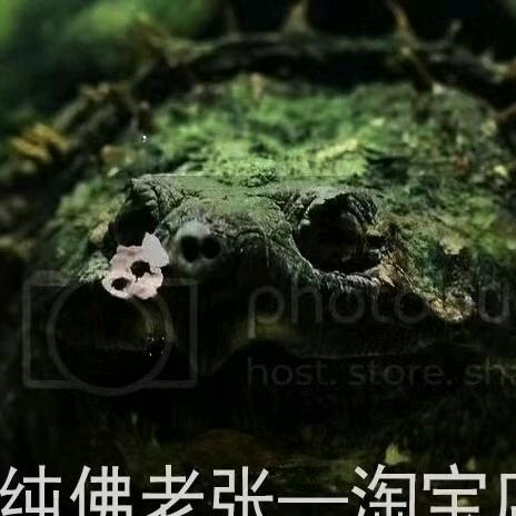 纯佛佬张🐢原种佛繁育 大鳄