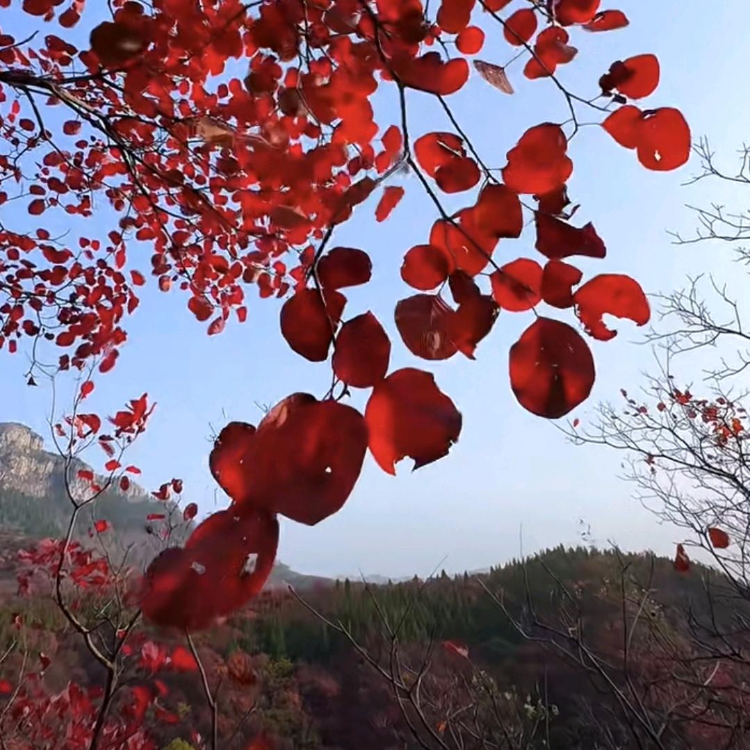芊芷