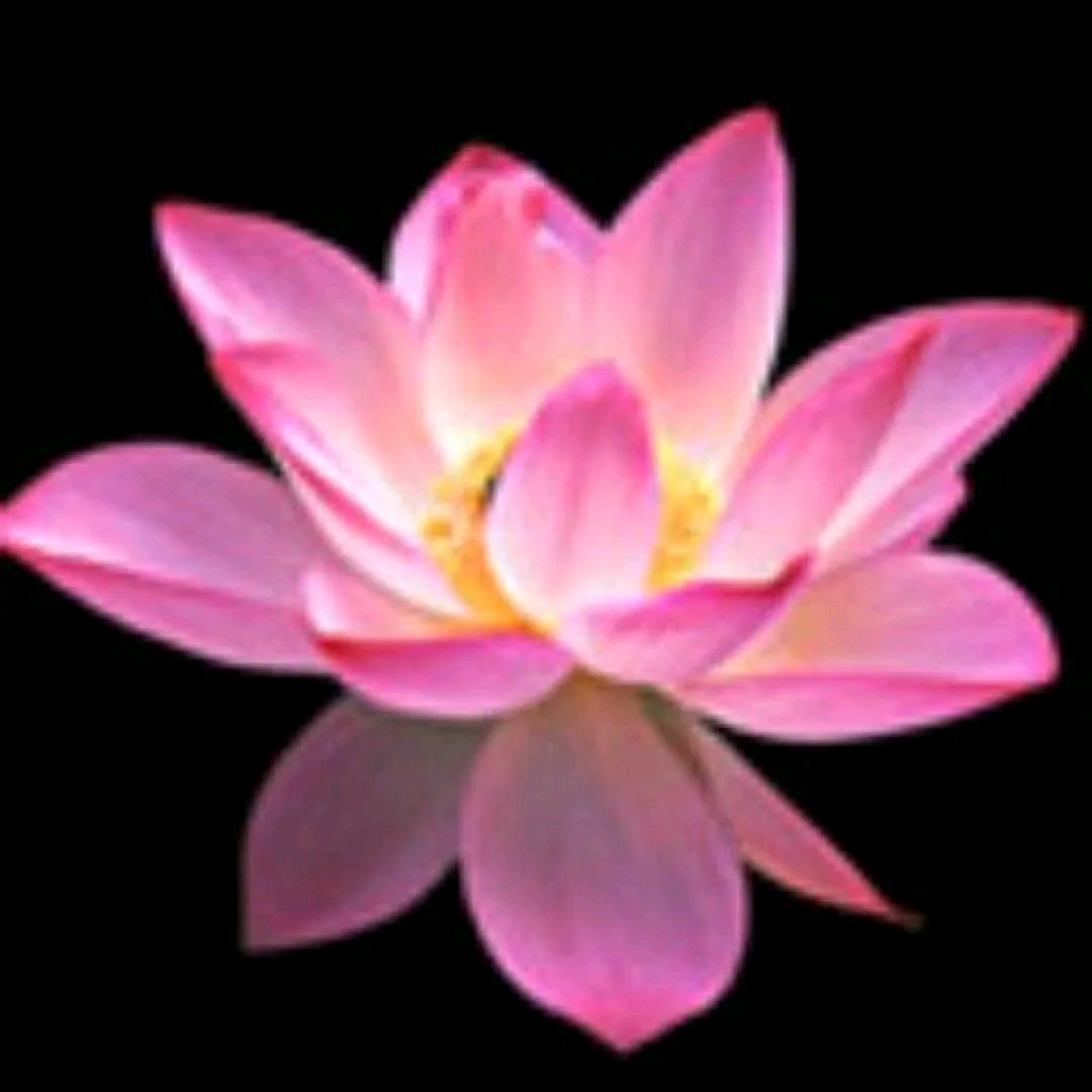 爱你的小白龙