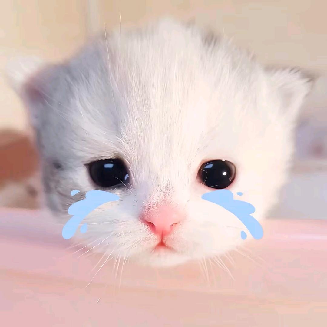 牛哞哞
