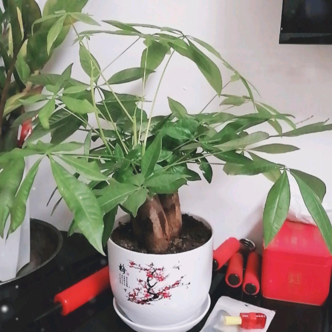 四爷