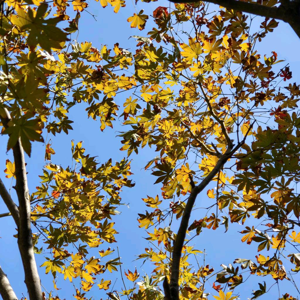 邵香怡腾冲地产好物铺子