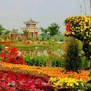 花🌸花🌸草🍀草🍀