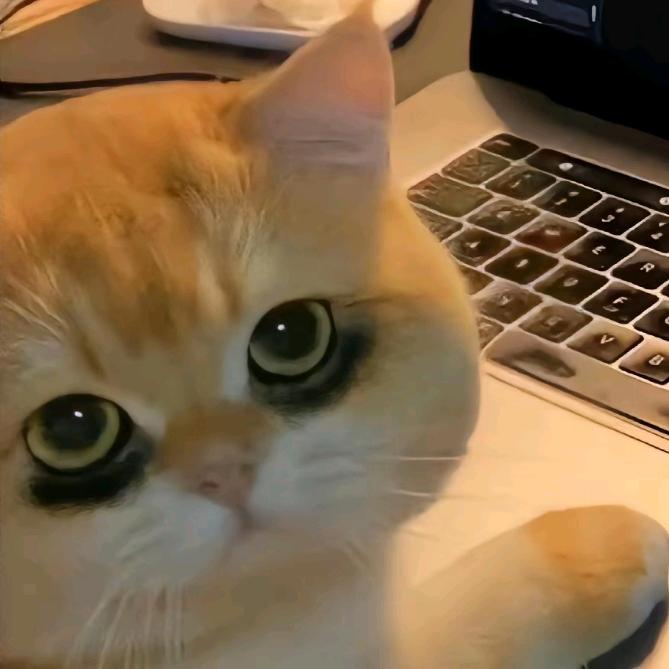 小懒猫