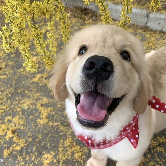 吃完海苔肉松小贝还要吃冰糖草莓