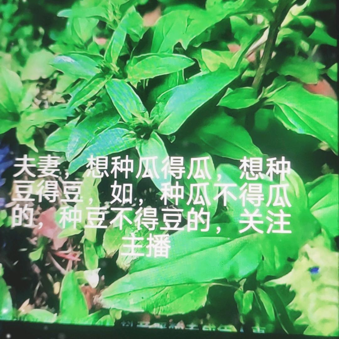 余哥传承中医百宝箱