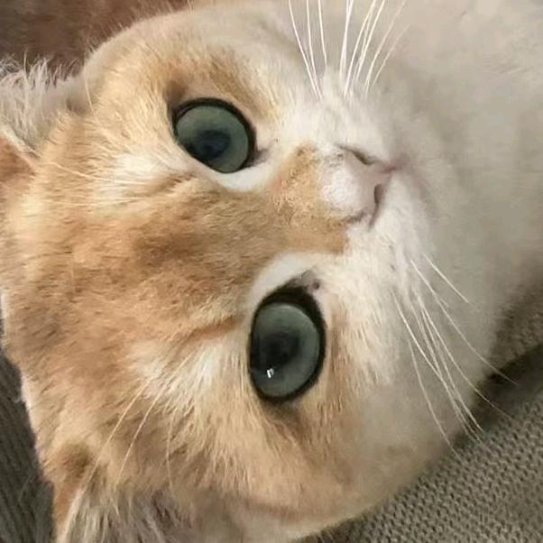 宸