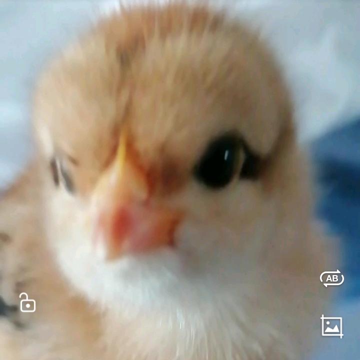 “？”头像