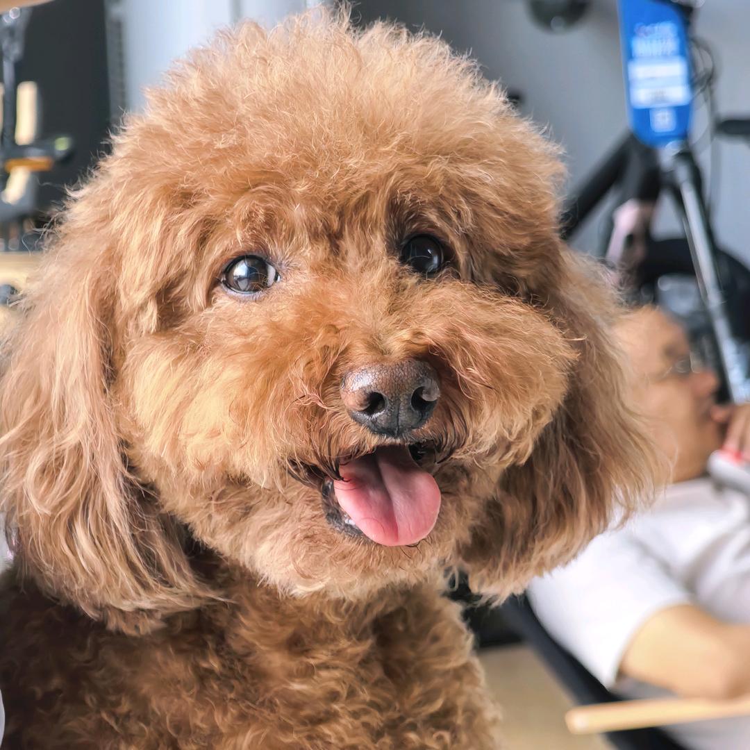 热心市民吕先生