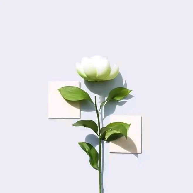 °ʚɞ