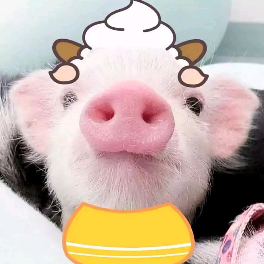 萌小猪
