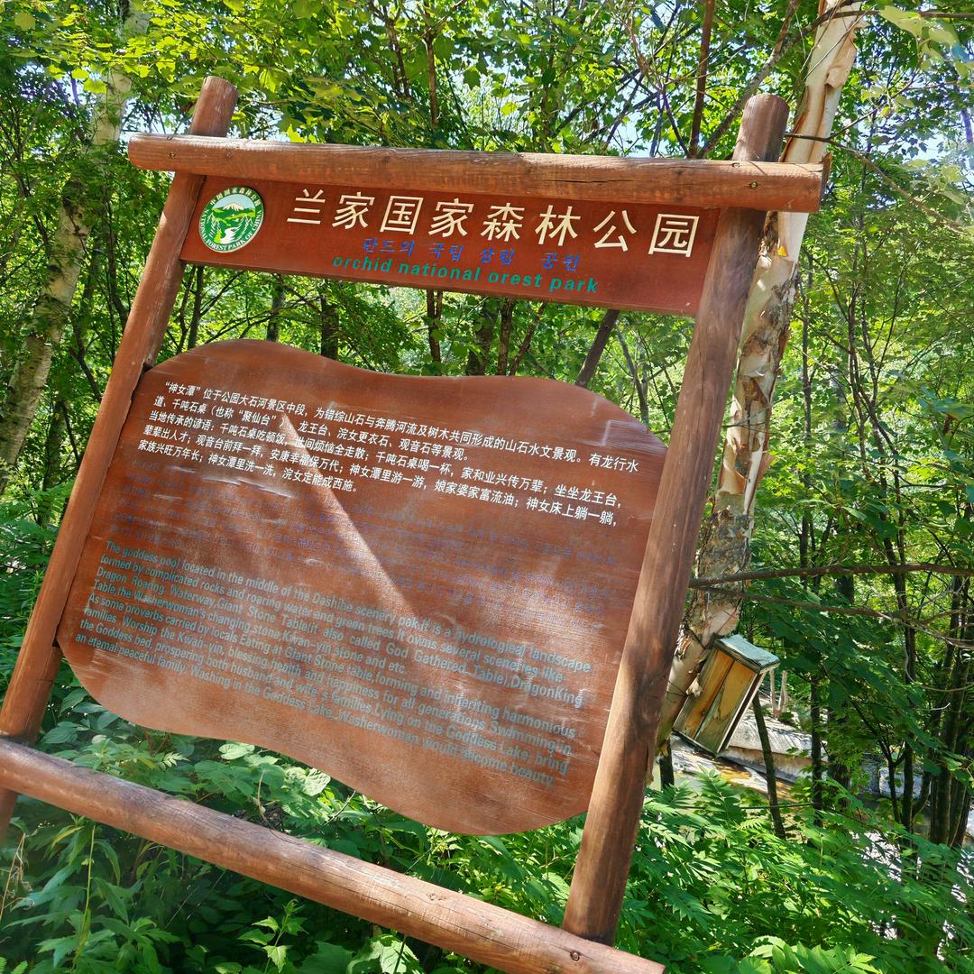 山野林蛙（吉林延边汪清）