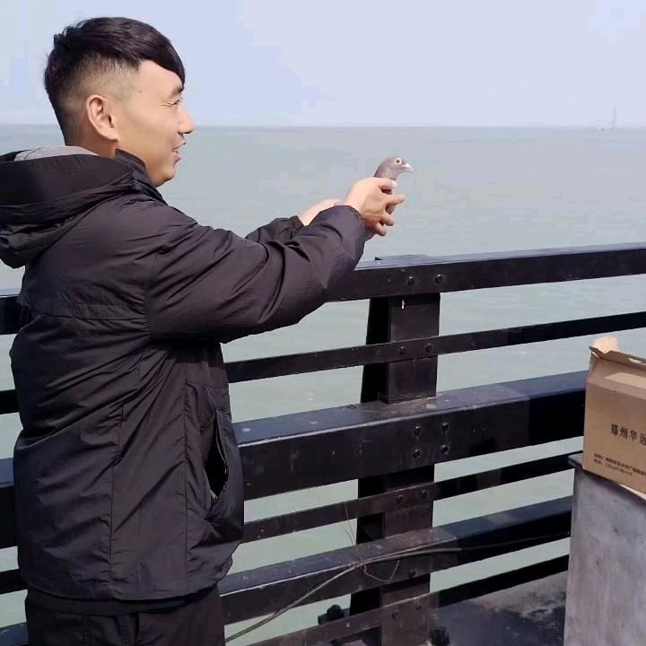 龙燕信鸽（信鸽爱好者聚集地）🕊🕊🕊