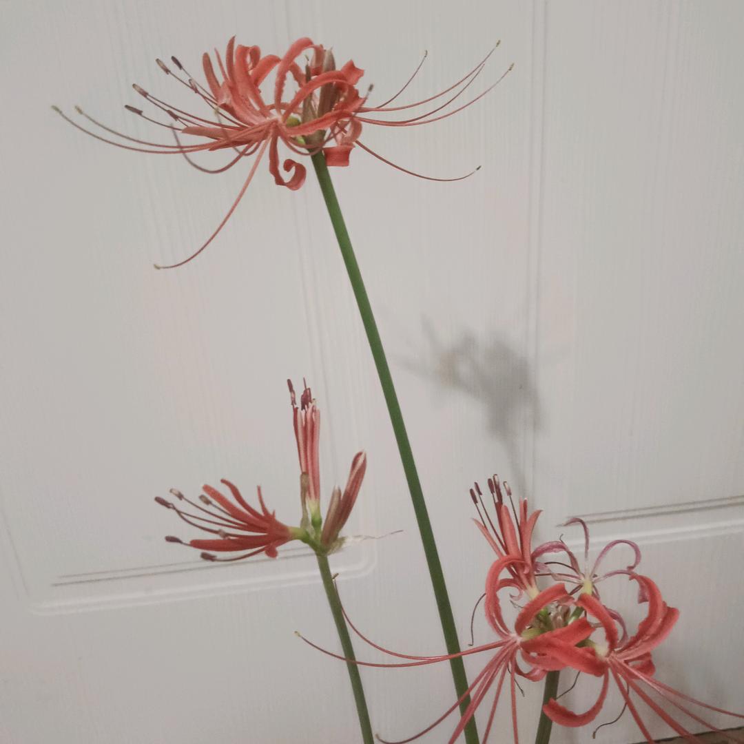 张姐