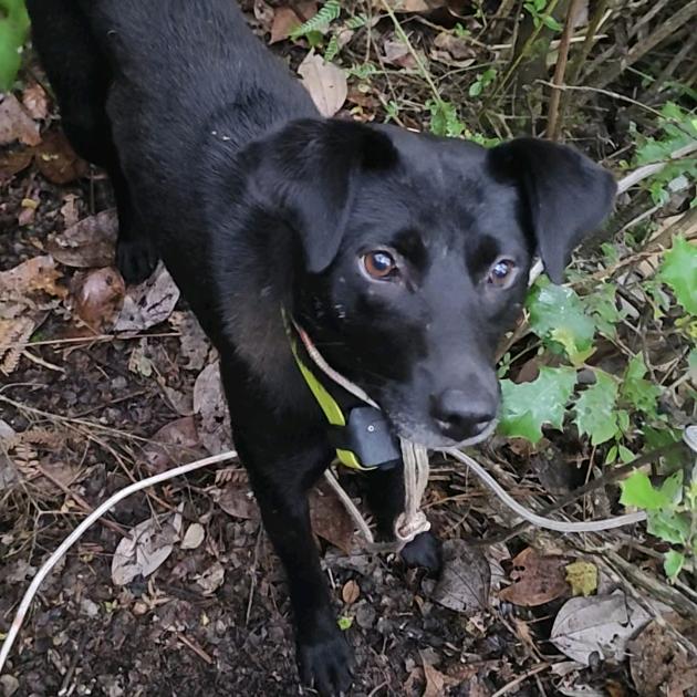 凉山犬——实战（可代购、可代试）